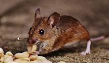 24 Hour & Emergency Exterminators in Sugar Mountain, NC